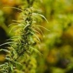 cannabis sativa plant