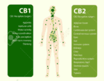 cbd e o sistema endocanabinoide