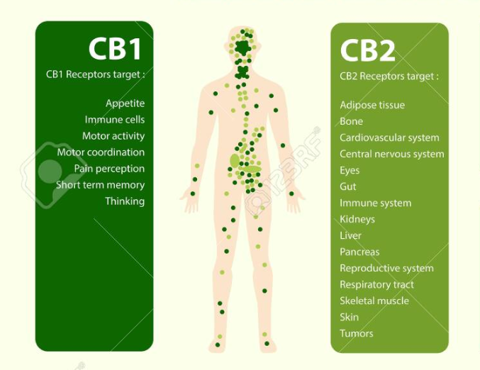 cbd and endocannabinoid system