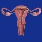 cbd per l'endometriosi
