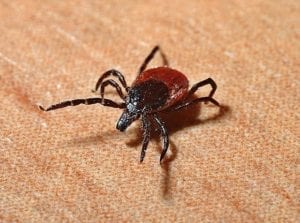 Hemppedia 1 cbd lyme disease