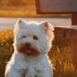 cbd for dogs