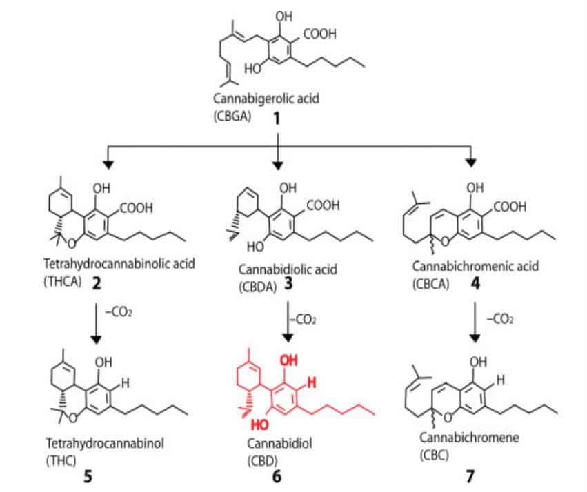 CBGa to other cannabinoid metabolic pathways