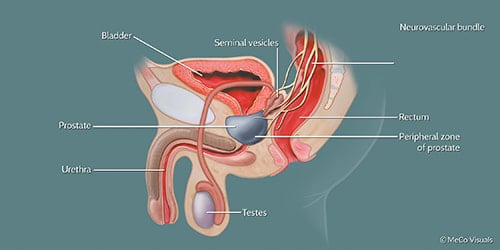 The Human Prostate Gland
Image source: https://www.pcf.org/about-prostate-cancer/what-is-prostate-cancer/prostate-gland/