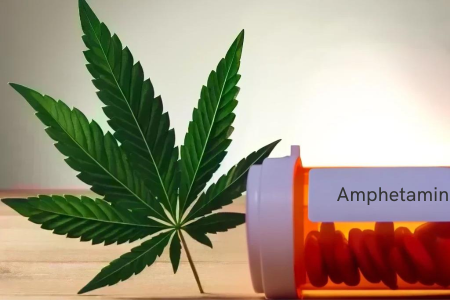 Cannabis and Amphetamine (e.g. Adderall, Adderall XR)