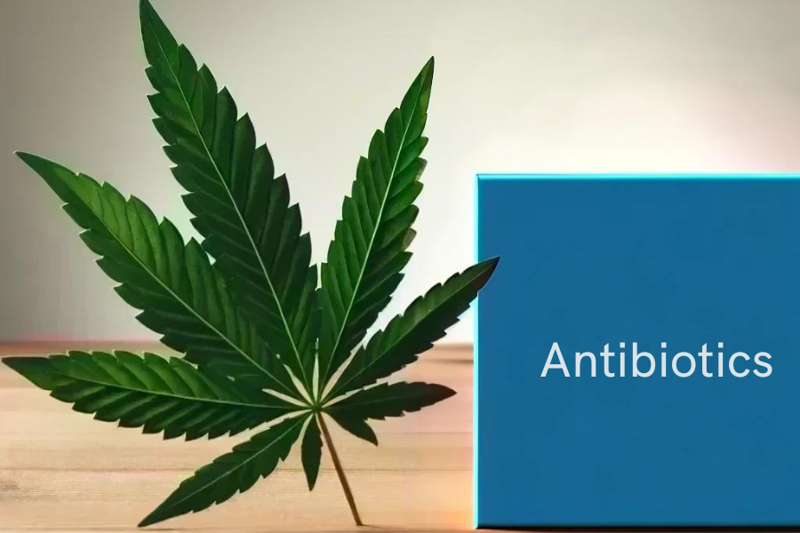 Cannabis and Antibiotics (e.g. Amoxicillin, Ciprofloxacin, Azithromycin)