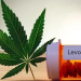 an image showing the interaction between cannabis and levothyroxine