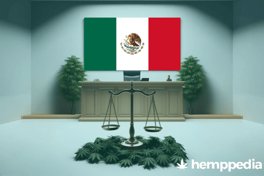 Is Cannabis legal in Mexico? – Update 2024